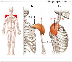 Abbildung Deltamuskel