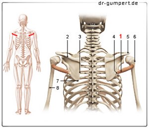 Abbildung Musculus teres minor