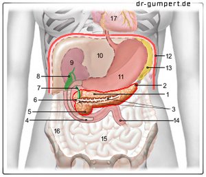 Bauchspeicheldrüse