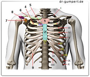 Abbildung Brustkorb