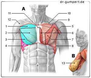 Abbildung Brustmuskulatur