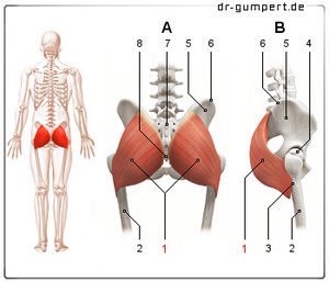 Abbildung Musculus gluteus maximus