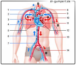 Abbildung Blutkreislauf des Menschen