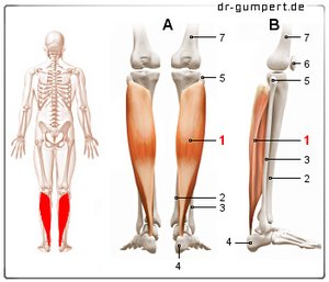 Abbildung Schollenmuskel