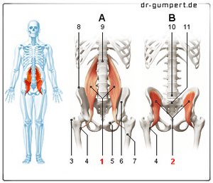 Abbildung Musculus iliopsoas