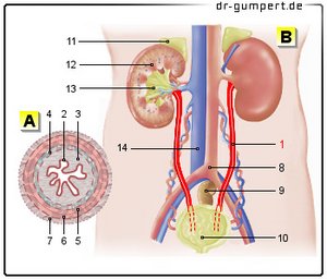 Abbildung Harnleiter
