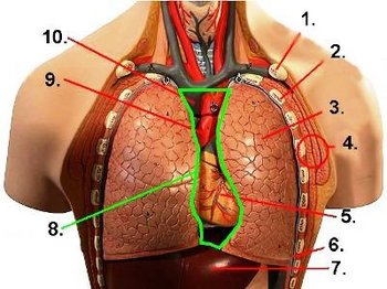 Brustkorb Schematische Darstellung des Thorax