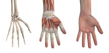 Hausmittel bei Fingerarthrose Anatomische Abbildungen der Hand