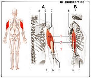 Abbildung Musculus triceps brachii