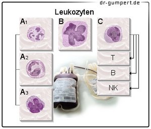 Abbildung Leukozyten