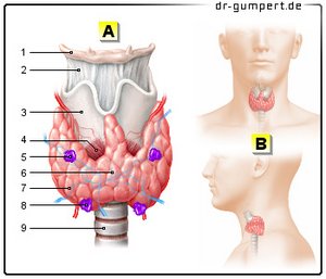 Schmerzen hals schilddrüse