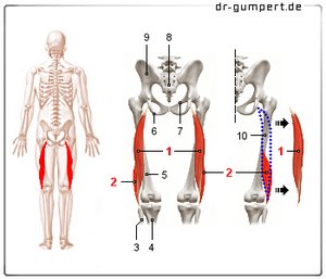 Abbildung Musculus biceps femoris