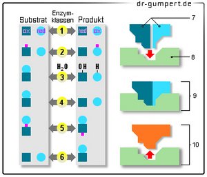Abbildung Enzyme