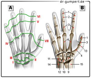 Abbildung rechte Hand