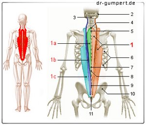 Abbildung Muskel - Wirbelsäulenaufrichter