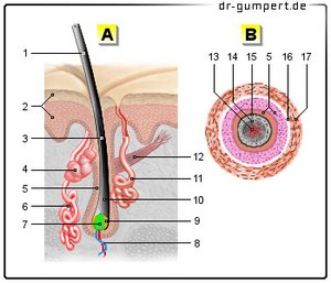 Abbildung Haar - Aufbau
