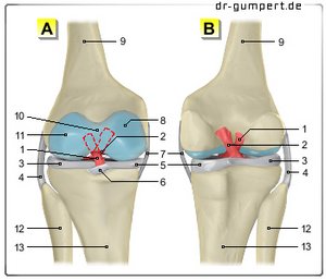 Abbildung der Kreuzbänder im Knie