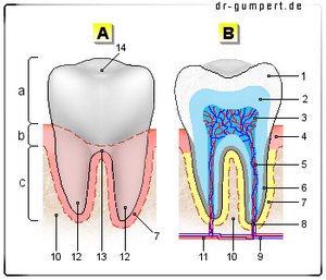 Abbildung Zahnhalteapparat und Feinbau Zahn