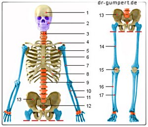 Abbildung Überblick über die größeren Knochen des menschlichen Skeletts