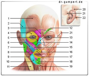 Abbildung Gesichtsmuskeln 