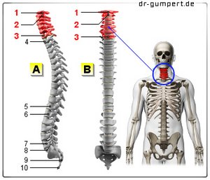 Abbildung Halswirbelsäule