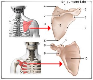 Abbildung rechtes Schulterblatt