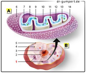 Abbildung Mitochondrien