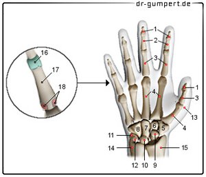 Abbildung Knochen der rechten Hand