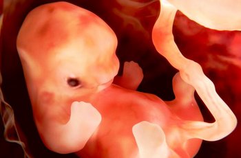 In der Gebärmutter entwickelt sich der Embryo.