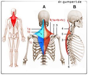 Abbildung Trapezmuskel