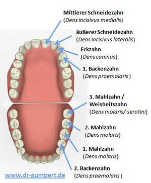 Übersicht über alle Zähne