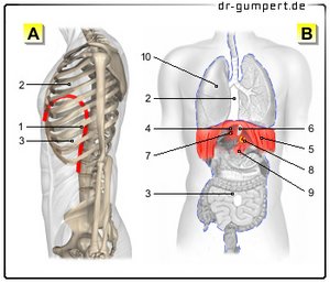 Abbildung vom Zwerchfell