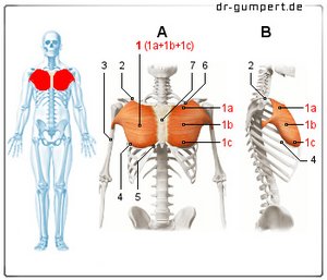 Abbildung großer Brustmuskel