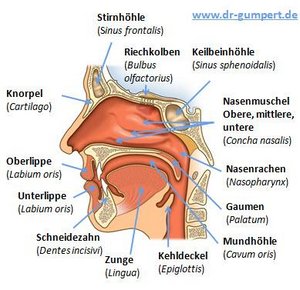 Keilbeinhöhle