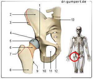 Abbildung rechtes Hüftgelenk