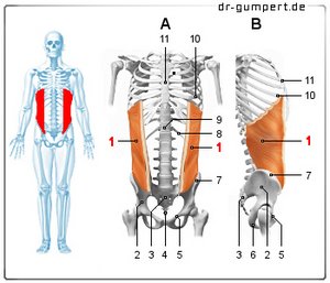 Abbildung des äußeren schrägen Bauchmuskels