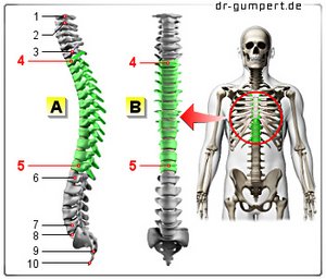 Abbildung Brustwirbelsäule