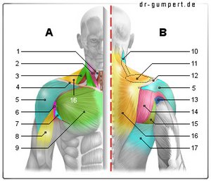 Muskeln der Schulter