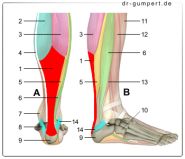 Abbildung Achillessehne