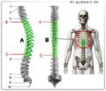 Abbildung Brustwirbelsäule