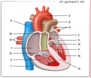 Abbildung Herz
