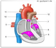 Abbildung Herzklappen