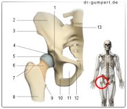 Abbildung Hüftgelenk