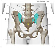 Abbildung Iliosakralgelenk