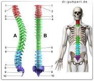 Abbildung Wirbelsäule