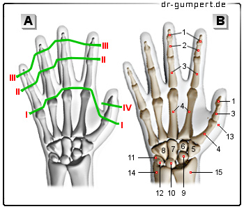 Schematische Darstellung des Fingergelenks