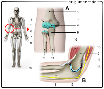 Schematische Darstellung des Ellenbogengelenks