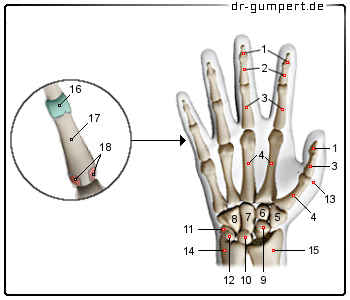 Schematische Darstellung der Hand