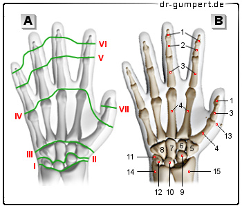 Schematische Darstellung des Handgelenks