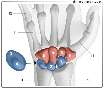 Schematische Darstellung der Handwurzelknochen
